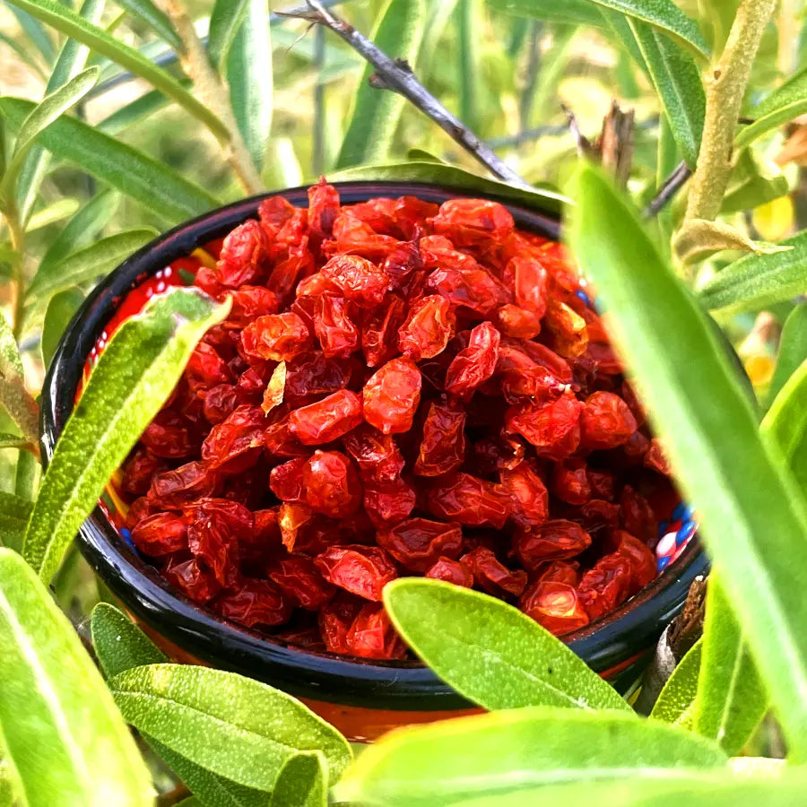 Dried Seabuckthorn berry